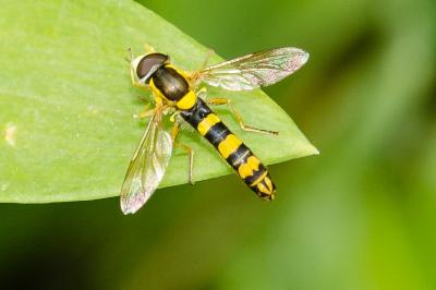 <i>Sphaerophoria scripta</i>