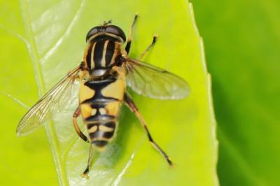 <i>Helophilus pendulus</i>