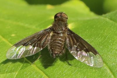 <i>Hemipenthes morio</i>