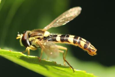 Sphaerophoria scripta