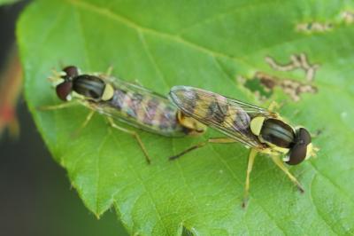 <i>Sphaerophoria scripta</i>