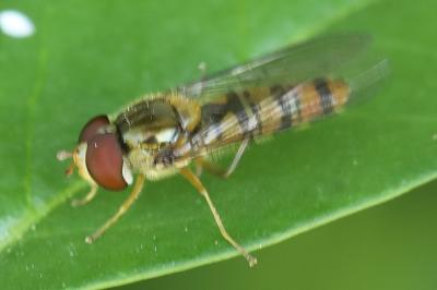 <i>Episyrphus balteatus</i>