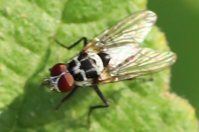 <i>Anthomyia procellaris</i>