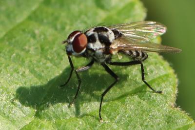 <i>Anthomyia procellaris</i>