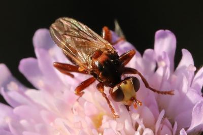 <i>Sicus ferrugineus</i>