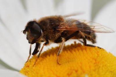 <i>Eristalis pertinax</i>