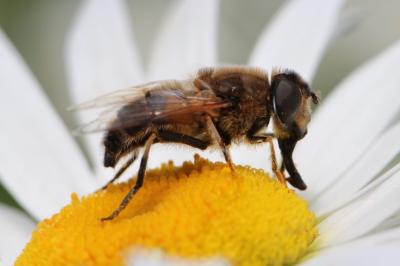 <i>Eristalis pertinax</i>