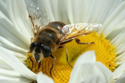 <i>Eristalis tenax</i>