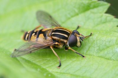 <i>Helophilus pendulus</i>