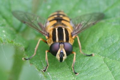 <i>Helophilus pendulus</i>