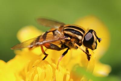 <i>Helophilus pendulus</i>