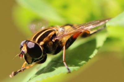 Helophilus pendulus