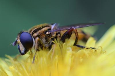 <i>Helophilus pendulus</i>