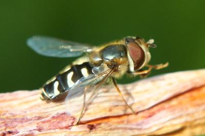 <i>Scaeva pyrastri</i>