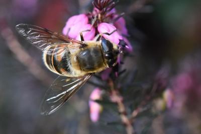 <i>Eristalis tenax</i>