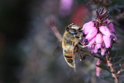 <i>Eristalis tenax</i>