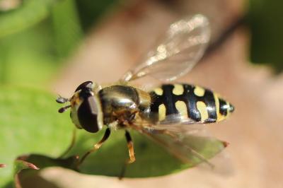 <i>Eupeodes corollae</i>