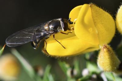 <i>Meliscaeva auricollis</i>