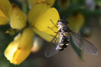 <i>Meliscaeva auricollis</i>