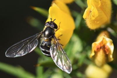 <i>Meliscaeva auricollis</i>