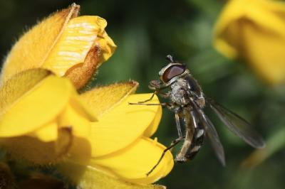 <i>Meliscaeva auricollis</i>