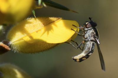 <i>Meliscaeva auricollis</i>