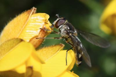 <i>Meliscaeva auricollis</i>