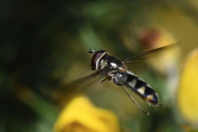 <i>Meliscaeva auricollis</i>