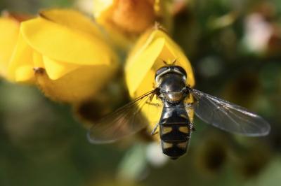 <i>Meliscaeva auricollis</i>