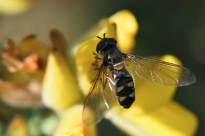 <i>Meliscaeva auricollis</i>