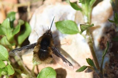 <i>Bombylius major</i>