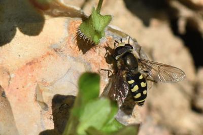 <i>Eupeodes luniger</i>