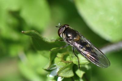 <i>Meliscaeva auricollis</i>