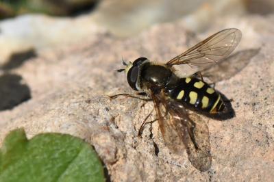 <i>Eupeodes luniger</i>