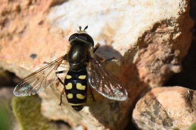 <i>Eupeodes luniger</i>