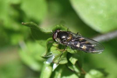 <i>Meliscaeva auricollis</i>