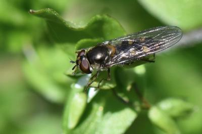 <i>Meliscaeva auricollis</i>