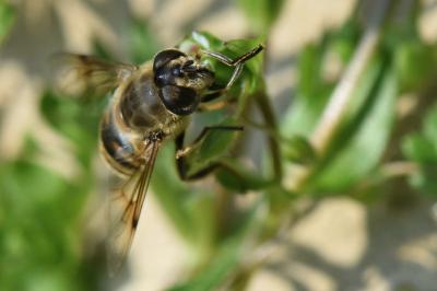<i>Eristalis tenax</i>