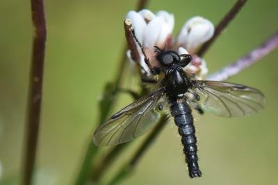 <i>Bibio lanigerus</i>