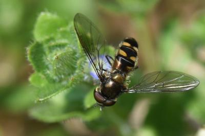 <i>Meliscaeva auricollis</i>