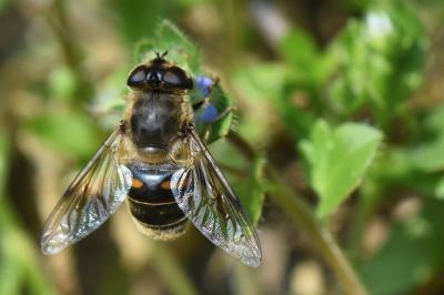 <i>Eristalis tenax</i>
