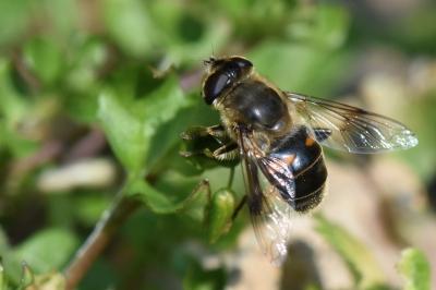 <i>Eristalis tenax</i>