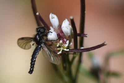 <i>Bibio lanigerus</i>