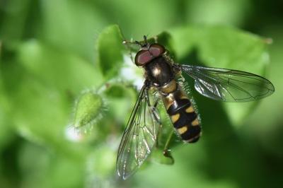 <i>Meliscaeva auricollis</i>