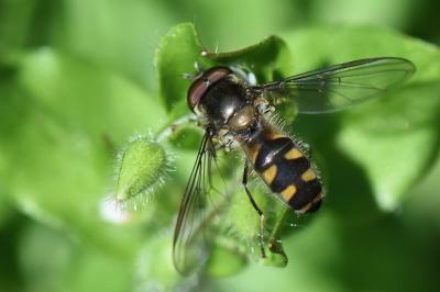 Meliscaeva auricollis