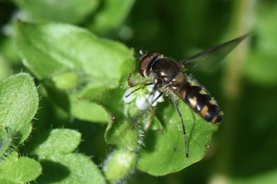 <i>Meliscaeva auricollis</i>