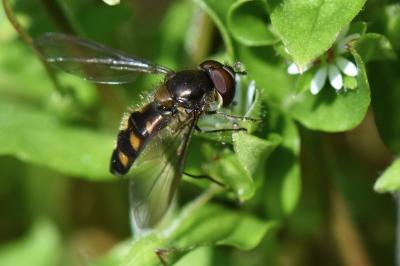 <i>Meliscaeva auricollis</i>