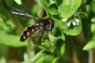 <i>Meliscaeva auricollis</i>