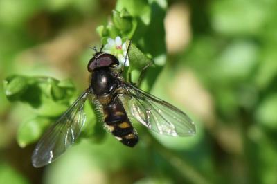 <i>Meliscaeva auricollis</i>