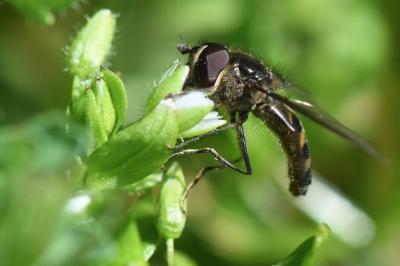<i>Meliscaeva auricollis</i>